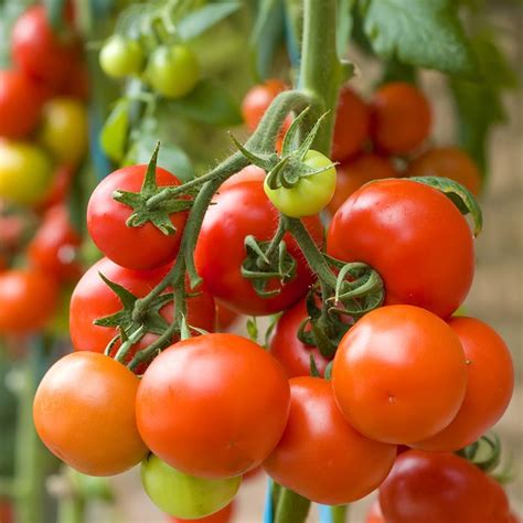 10 Things You Definitely Didnt Know About Tomatoes Taste Of Home