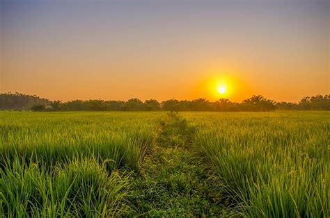 Hd Wallpaper Rice Field During Golden Hour Sunrise Green Indonesian