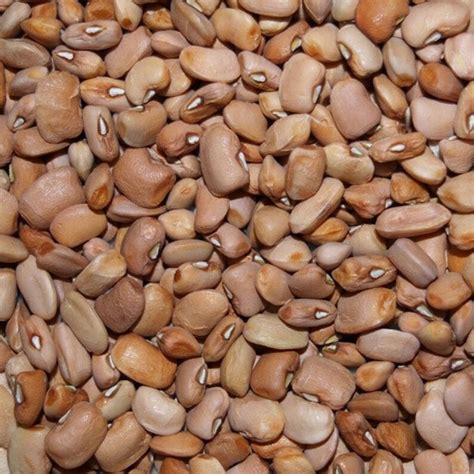 Organic African Nigerian Non Gmo Brown Beans 2lb Bags Etsy