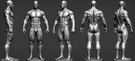 Artstation Male Anatomy Study Andres Zambrano Refer Ncia Anatomia