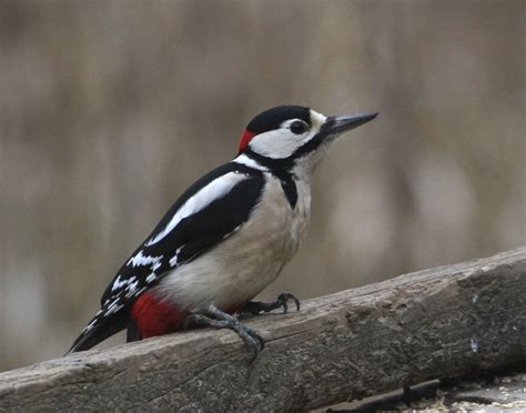 Birding With Flowers Lesser Spotted Woodpecker Countdown 17 Days