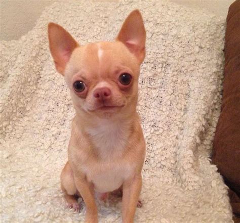 Apple Head Chihuahua For Sale Los Angeles Pets Lovers