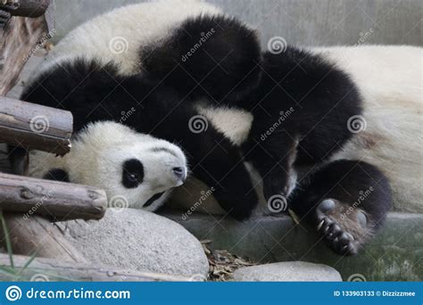 Mother Panda And Panda Cub Chengdu China Stock Image Image Of