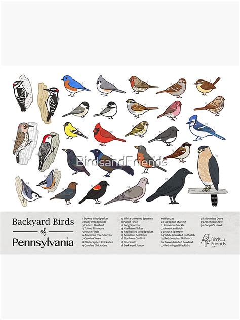 Pennsylvania Backyard Birds Of Pennsylvania Field Guide Print Bird