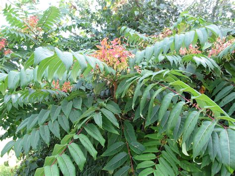 The tree will produce not one crop but twelve. Tree Of Heaven Grows Almost Everywhere (Unfortunately ...