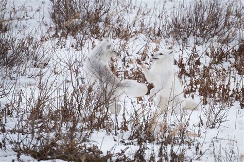 Dueling Foxes In Churchill Snow Churchill Polar Bears