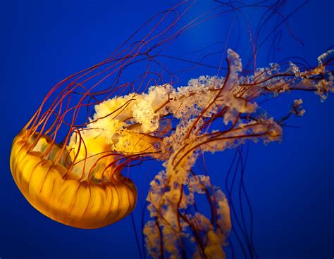 Pacific Sea Nettle Jellyfish Mike Heller Photography