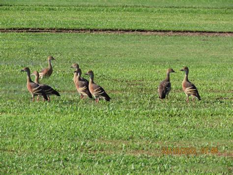 ebird checklist 22 oct 2022 france rd turf farm edmonton 25 species