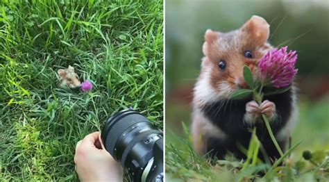 Hamsters With Flowers