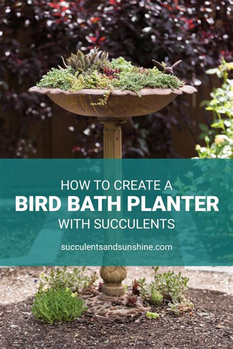 How To Plant Succulents In A Bird Bath Succulents And Sunshine