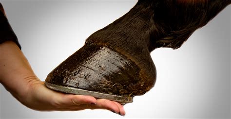 Do You Know? Are Horses’ Hooves Made of Cartilage, Or…?