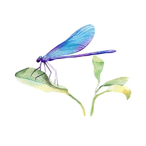 190 Watercolor Dragonfly Clip Art Illustrations Royalty Free Vector