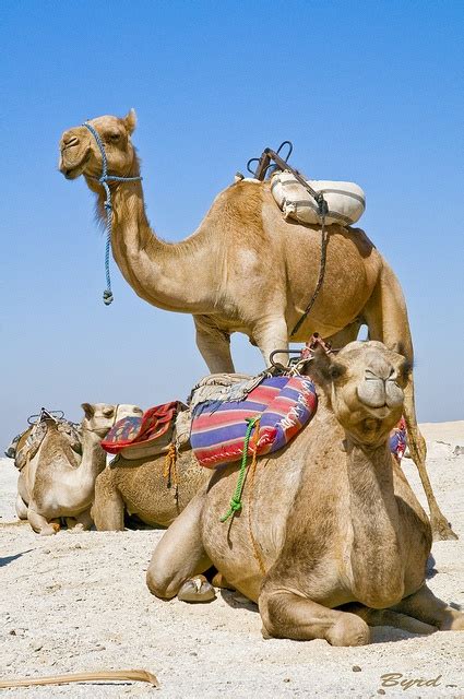Dromedary camels, which have one hump, and bactrian camels, which have two humps. 64 best Camels, One hump or two? images on Pinterest ...