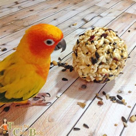 Push the fat ball mix between the pine cone scales to create a big, tasty fat ball. Attract Birds to your Yard with DIY Popcorn Balls | Pet ...