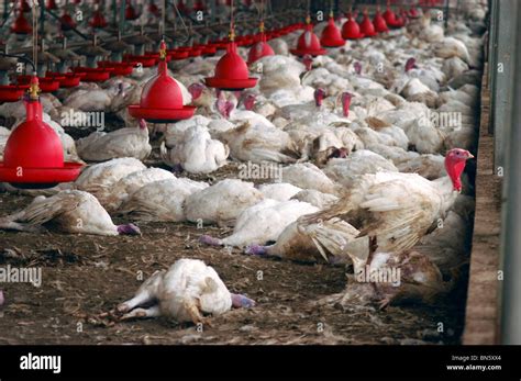 Agriculture Avian Flu H5n1 Chicken Bird Flu Stock Photo 30249020