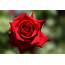Bokeh Macro Red Rose Wallpapers HD / Desktop And Mobile 