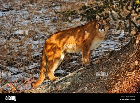 Cougar Puma Mountain Lion Puma Concolor Captive Raised Specimen
