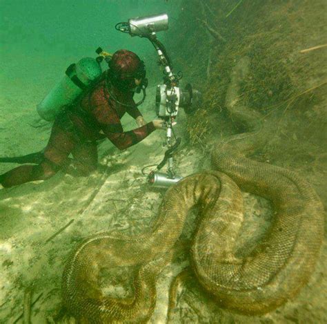 Anaconda En El Amazonas Curiosidades Animales Imágenes Raras Fotos