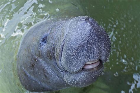 10 Amazing Facts About Manatees