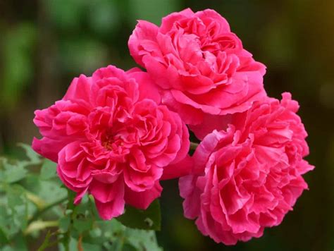 Easy To Grow Rose Bushes For Spring And Summer Blooms
