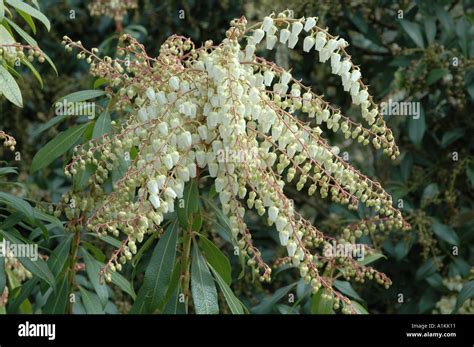 Pieris Japonica Firecrest Winter Flowering Evergreen Shrub Stock Photo