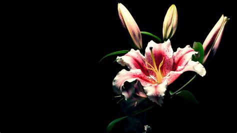 Full Hd 1080p Lily Wallpapers Hd Desktop Backgrounds 1920x1080