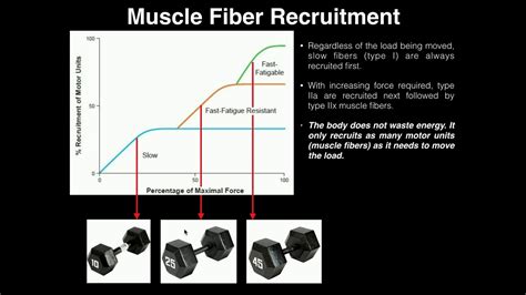 Exercise Physiology Sequential Motor Unit Recruitment Youtube
