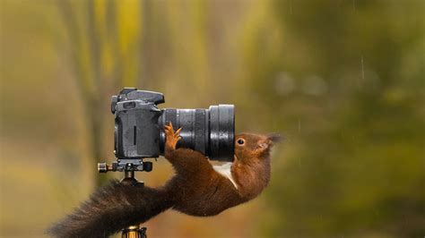 Squirrel Looking Into The Lens Of A Camera Bing Gallery