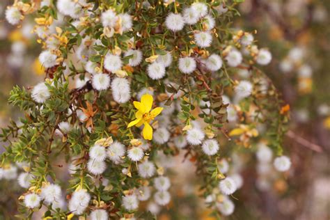 The Wild World Of The Creosote Bush — In Defense Of Plants