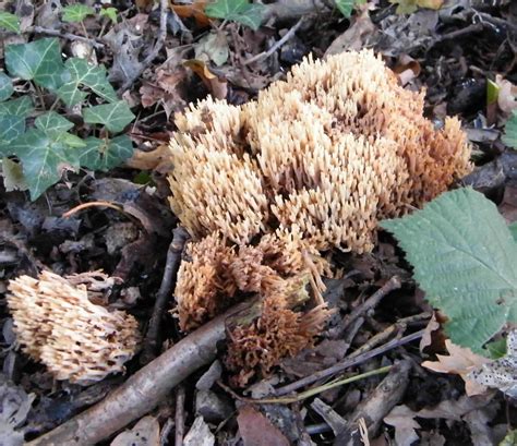Coral Mushroom Artomyces Pyxidatus Species Information Page Also Known As Crown Tipped Coral