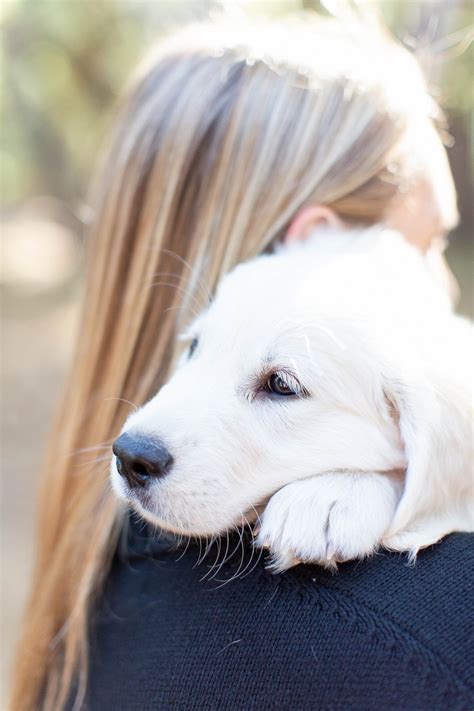 117 likes · 12 talking about this. Anniversary Session With A Golden Retriever Puppy - Daily Dog Tag