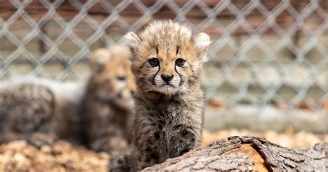 All Of Colchester Zoos Adorable Baby Animals Born This