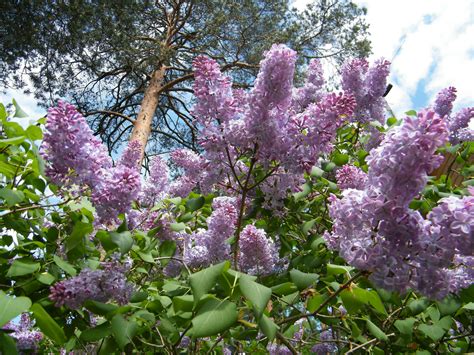 Free Images Summer Lilac Pine Forest Flower Purple Flora