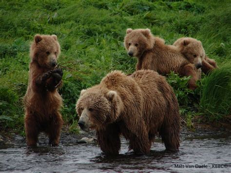 Kodiak Brown Bear Center Brown Bear Kodiak Brown Bear Bear Cubs