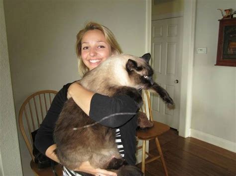 30 Gigantic Cats Who Arent Kittens Anymore Huge Cat Cats Giant Cat