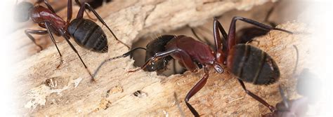 To prevent carpenter ants from coming back, mix equal parts water and vinegar in a spray bottle, and spray your baseboards, windowsills, and countertops with it. What is a Carpenter Ant?