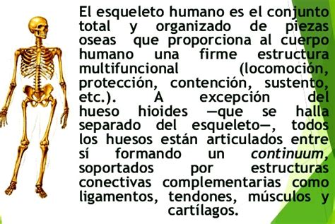 Importancia Del Sistema óseo Cuerpo Humano