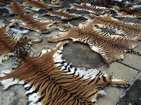 China Finally Came Clean About Its Shady Tiger Skin Trade Smart News