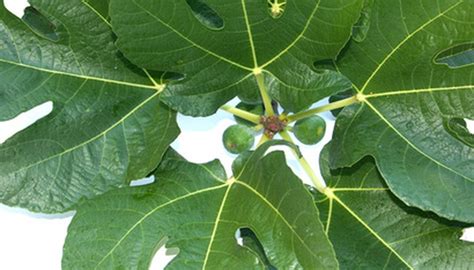 Fig Tree Identification By Leaf