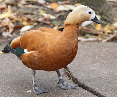 Pictures And Information On Ruddy Shelduck