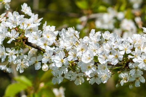 Hawthorn Planting Pruning Care For This Useful Hedge And Medicine Shrub