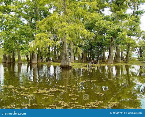 Cypress Trees In Louisiana Bayou Stock Photo Image Of Bayou Growing