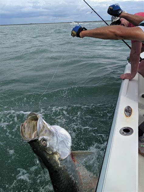 2020 Boca Grande Tarpon Fishing Season Update Boca Grande Tarpon Fishing