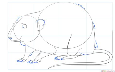 How To Draw A Rat Step By Step Drawing Tutorials