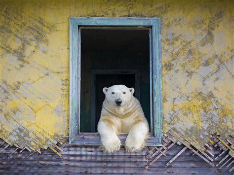 Village Polar Bears Win Nature Photographer Of The Year 2022 Award