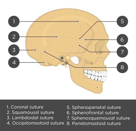 Skull Labeled Sutures
