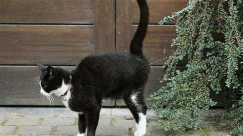 To stop your cat spraying, it's important to think about the causes. Do Male Cats Spray After Being Neutered? | Cease Cat Spraying