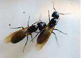 Photos of Large Carpenter Ants With Wings
