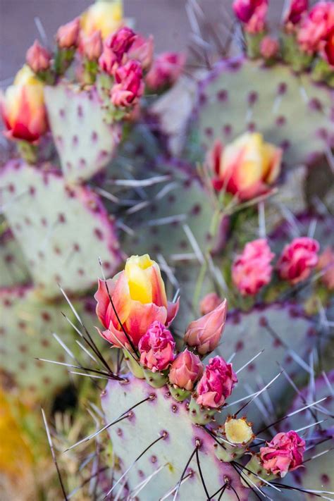Prickly Pear Cactus Flowers In Bloom Beautiful Floral By Indigo