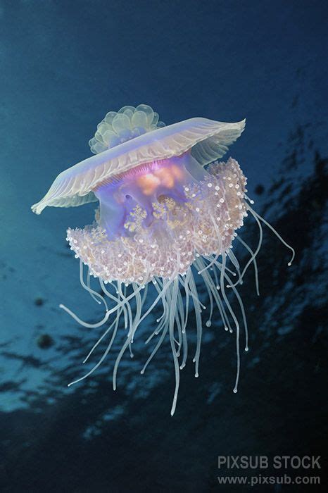 Crown Jellyfish Beautiful Sea Creatures Deep Sea